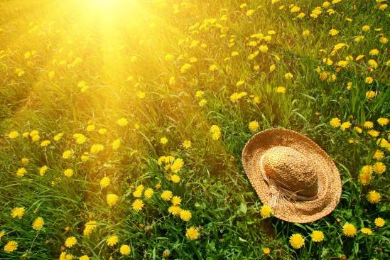 nature-sun-grass-herbs-flowers-dandelions-yellow-green-hat